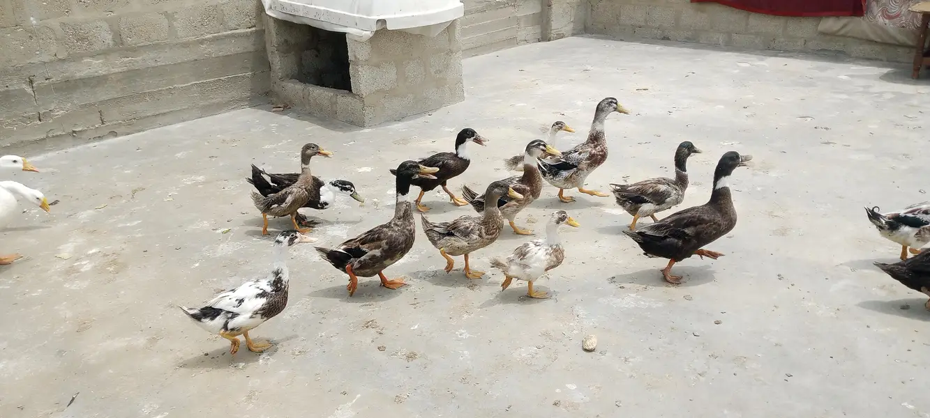 Ducks — photo 2