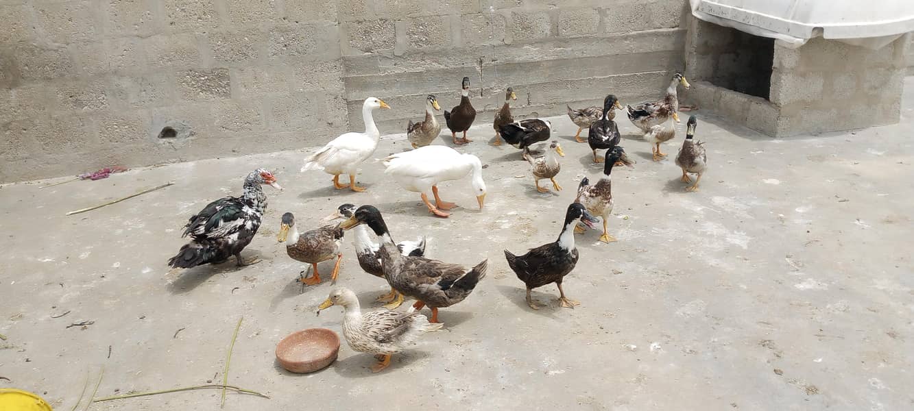 Ducks 2