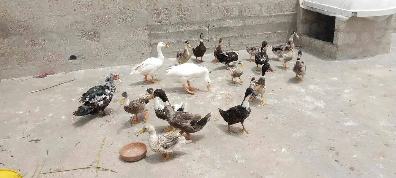 Ducks — photo 3