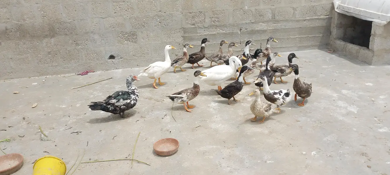 Ducks — photo 4