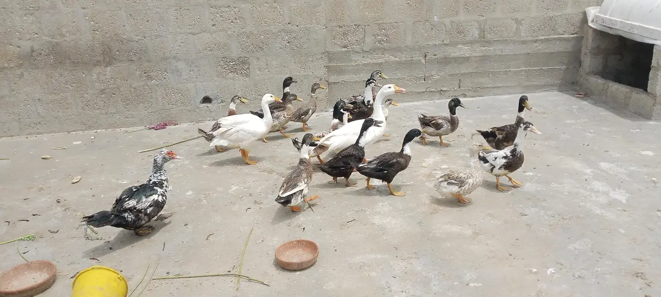 Ducks — photo 5