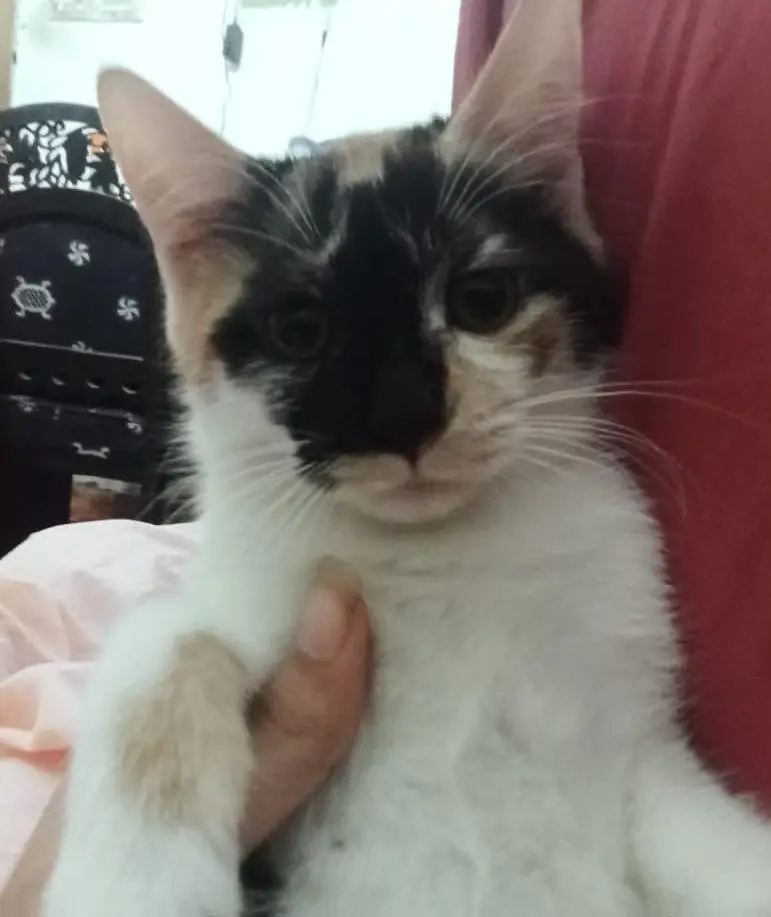 selling two kittens — photo 2
