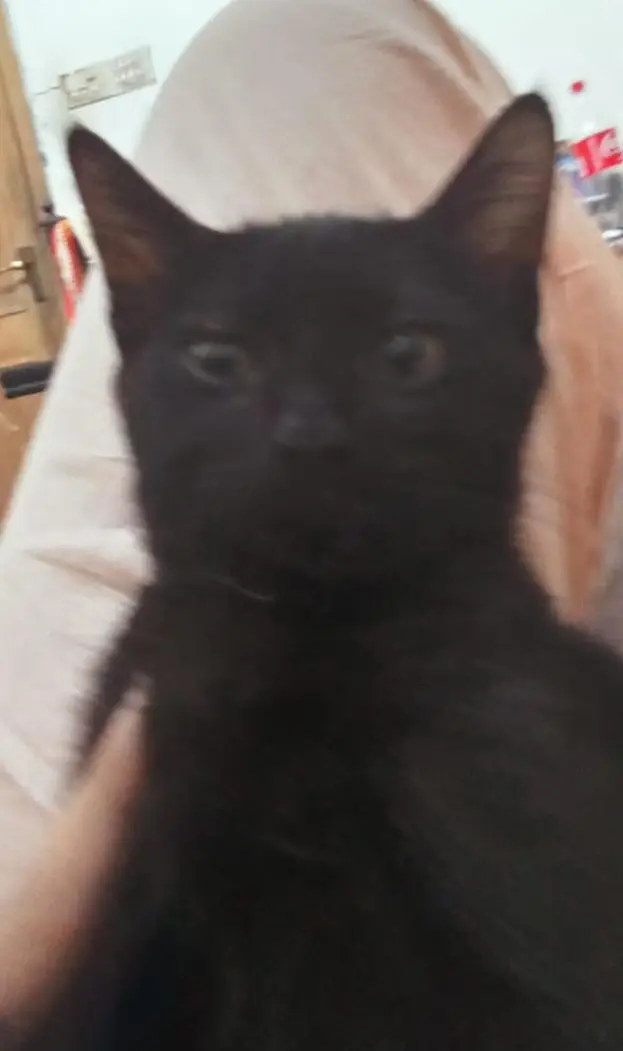 selling two kittens — photo 3