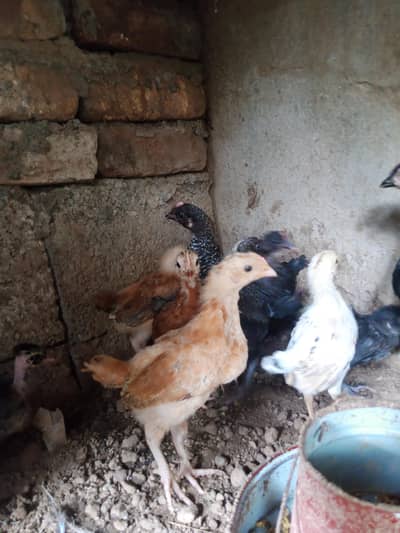 hens chicks for sale