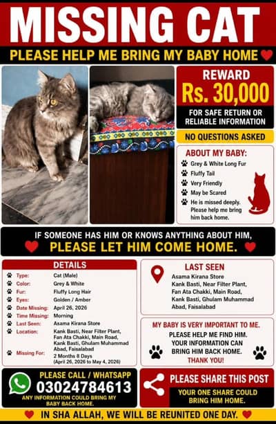 Missing Male cat Gray and white Faisalabad/30000 Reward