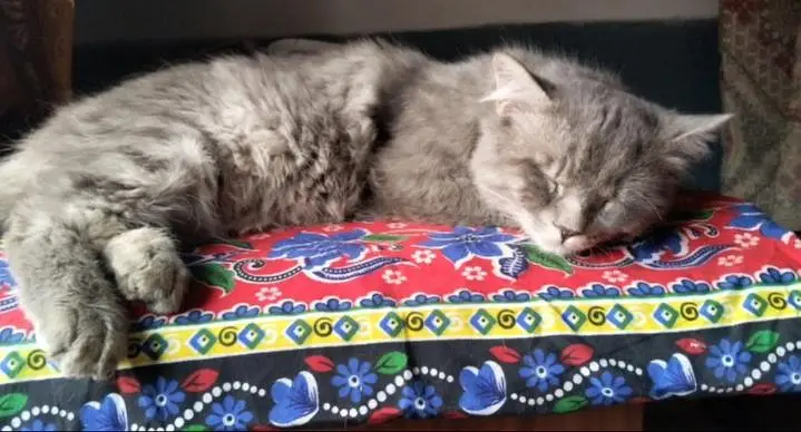 Missing Male cat Gray and white Faisalabad/30000 Reward — photo 2