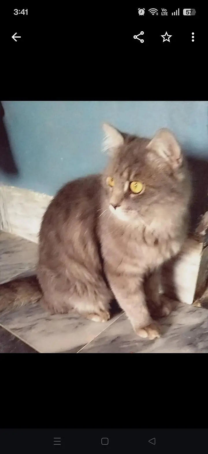 Missing Male cat Gray and white Faisalabad/30000 Reward — photo 3