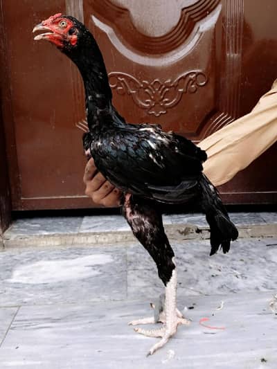 mushka lasani patha