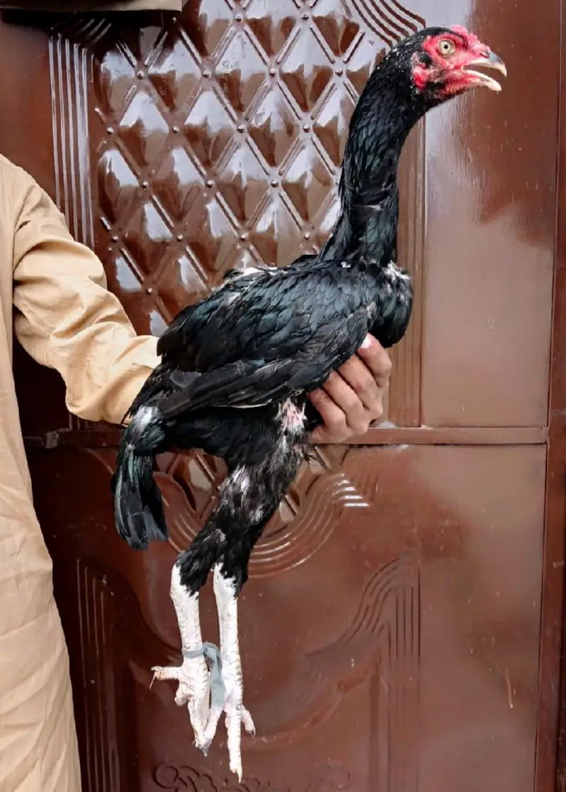 mushka lasani patha — photo 2