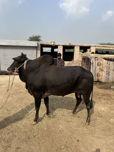 کا لا وچھا لیٹی دا