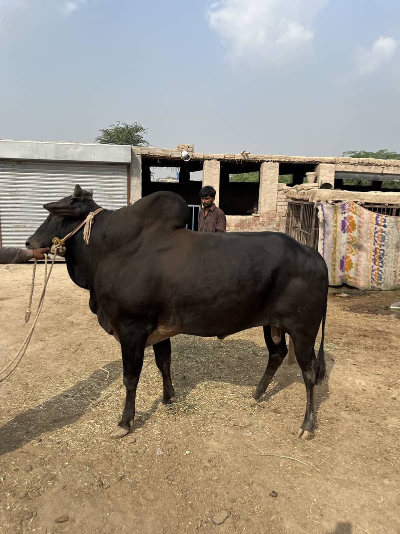 کا لا وچھا لیٹی دا 0