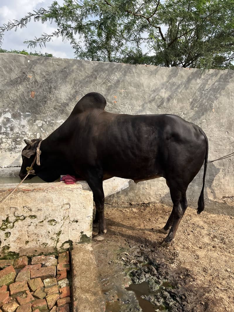 کا لا وچھا لیٹی دا 1
