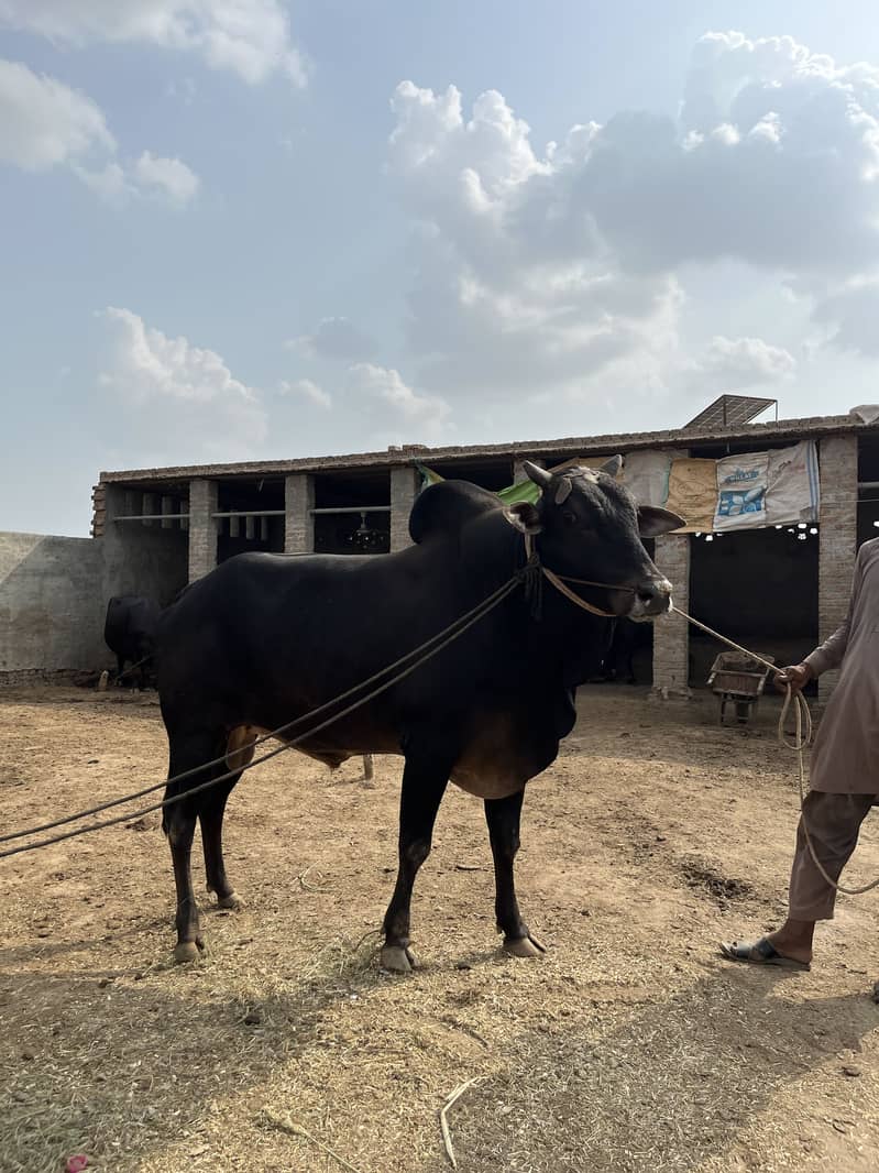 کا لا وچھا لیٹی دا 3