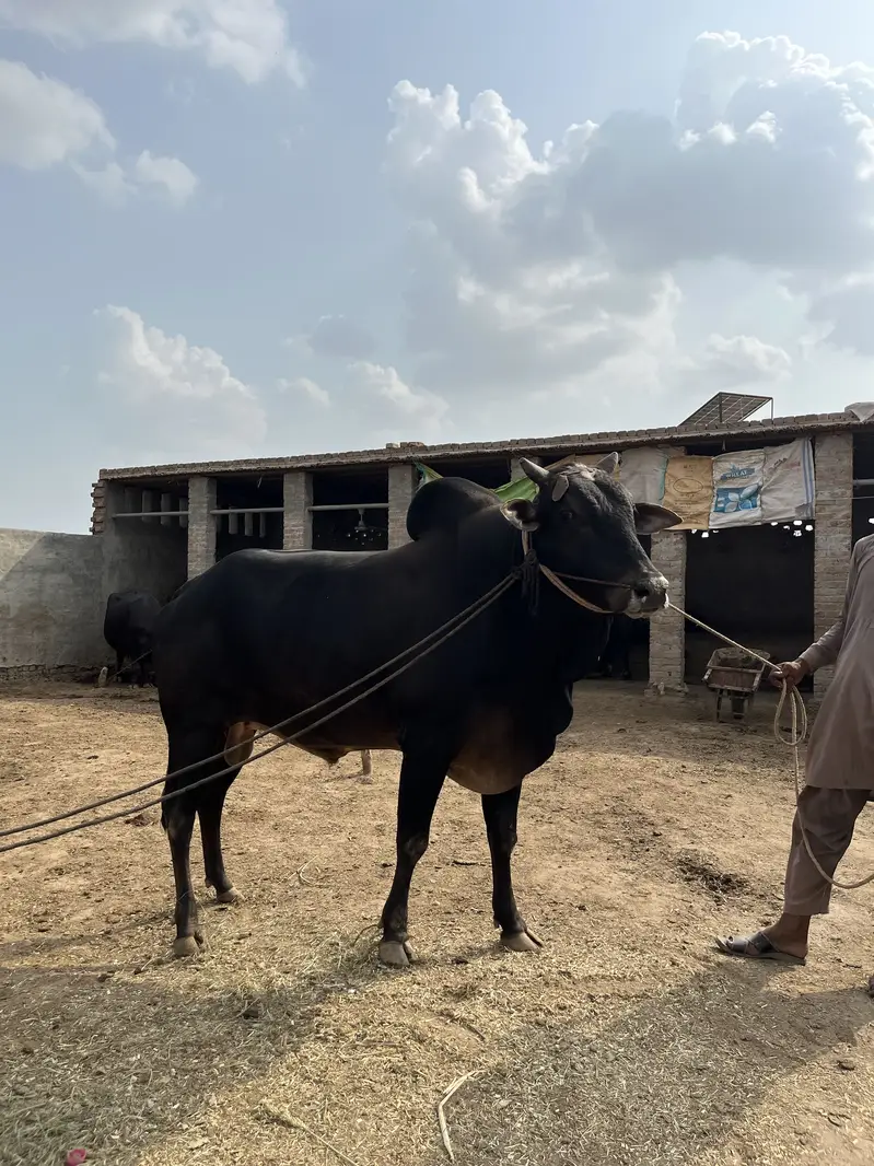 کا لا وچھا لیٹی دا — photo 4