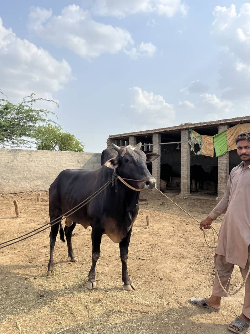 کا لا وچھا لیٹی دا 4