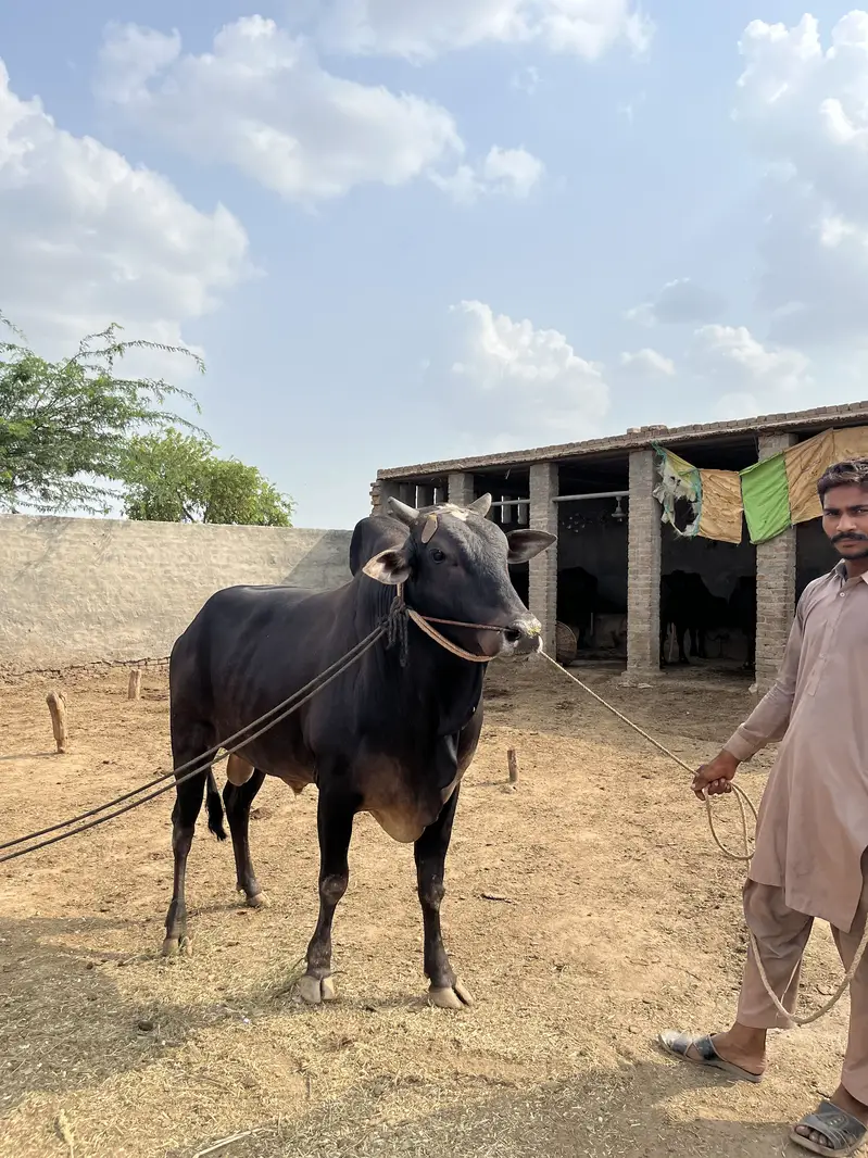 کا لا وچھا لیٹی دا — photo 5