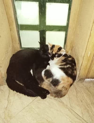 selling two kittens