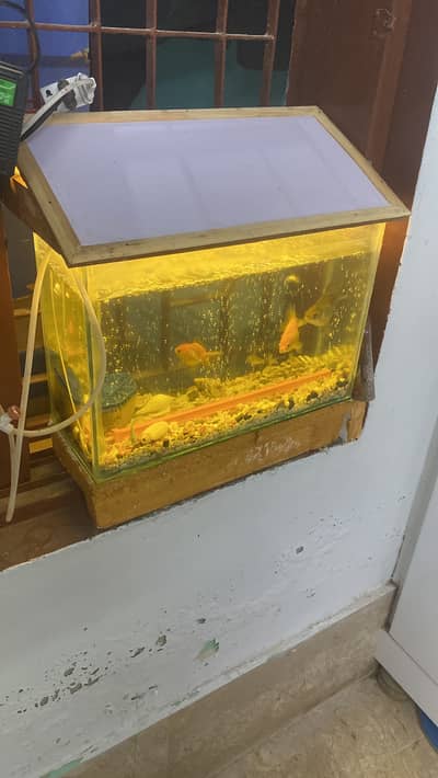 Aquarium with fished