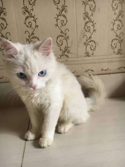 persian cat