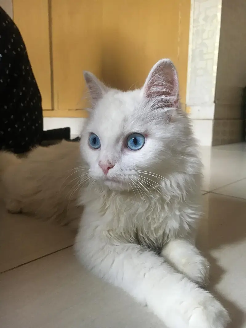 persian cat — photo 2