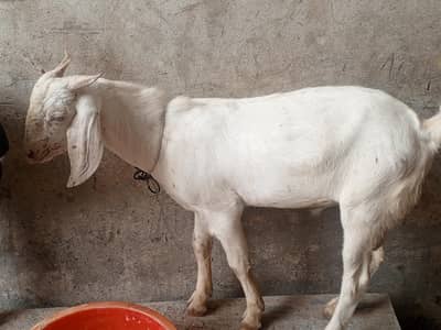 teddy cross Bakra ha Ghar ka Pala  hoa ha Jo bhai interested hu wo rab