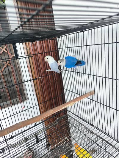 Love birds for sale