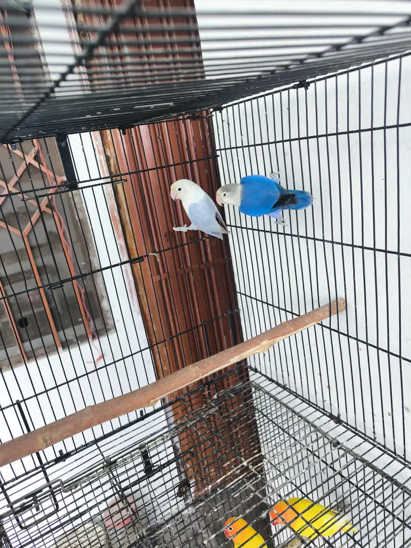 Love birds for sale — photo 2