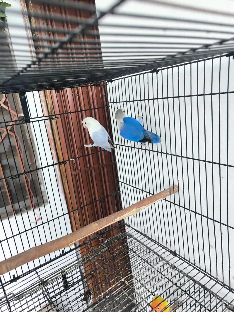 Love birds for sale — photo 3