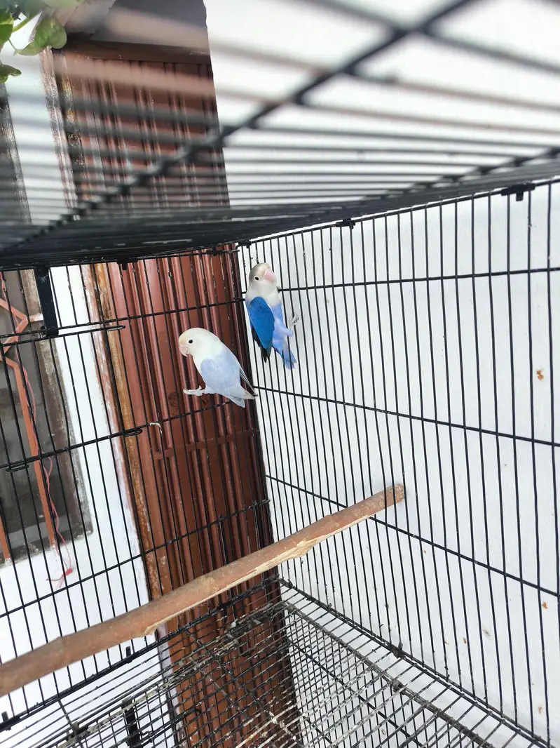 Love birds for sale — photo 4