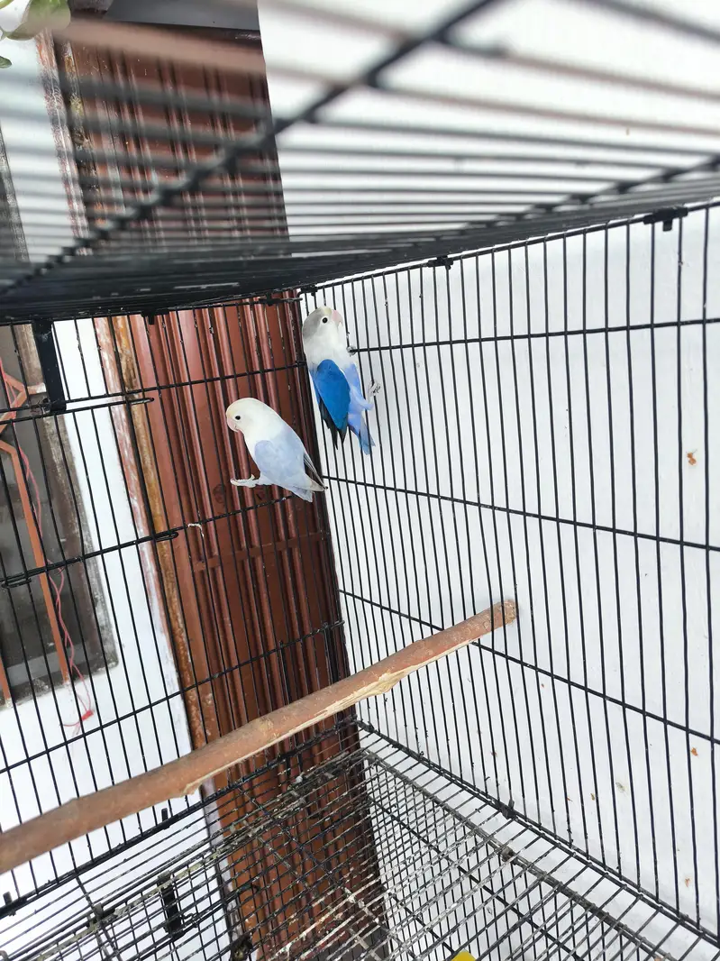 Love birds for sale — photo 5