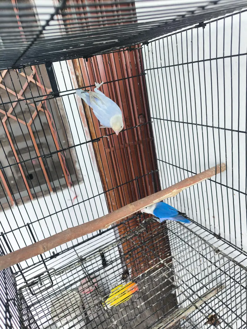 Love birds for sale — photo 6