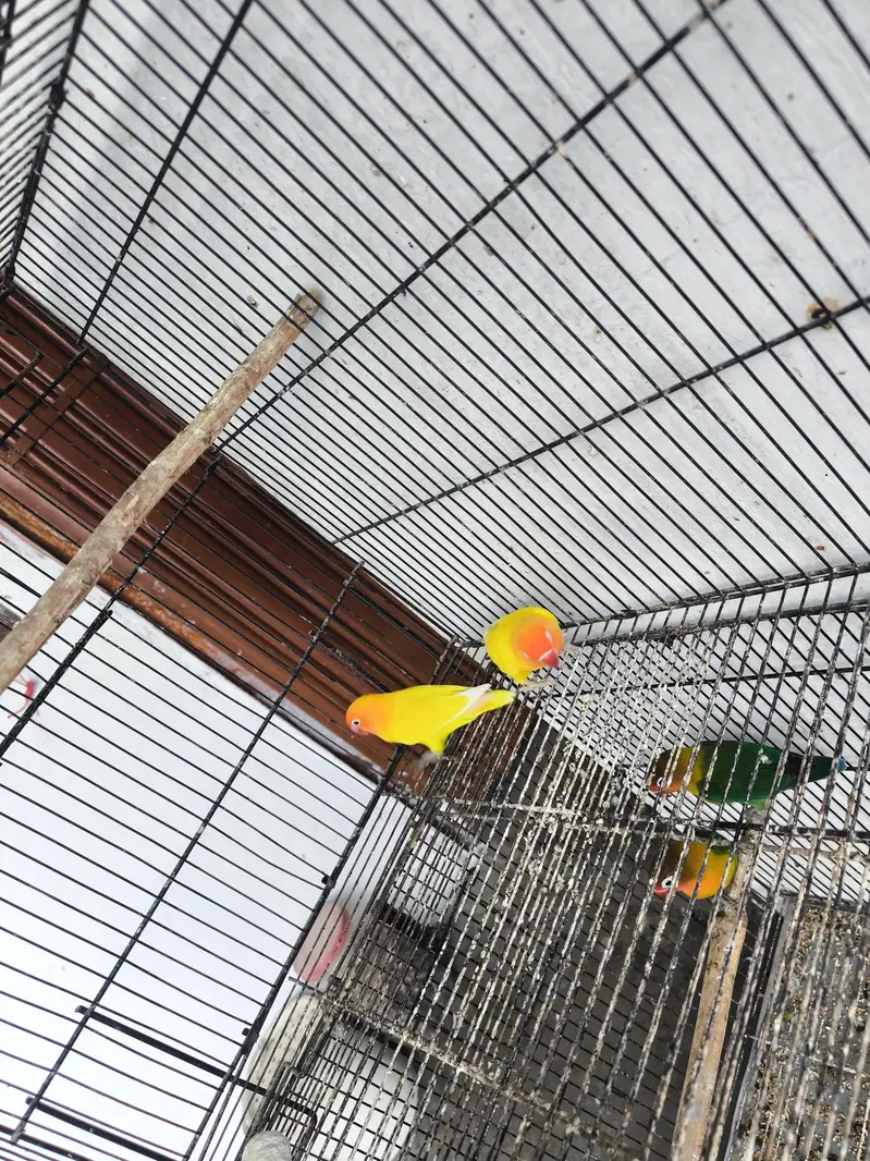 Love birds for sale — photo 7