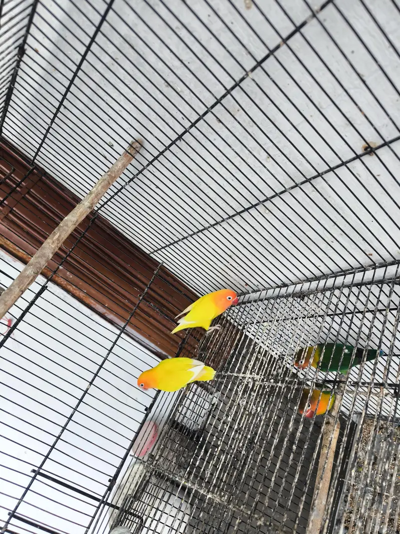 Love birds for sale — photo 8