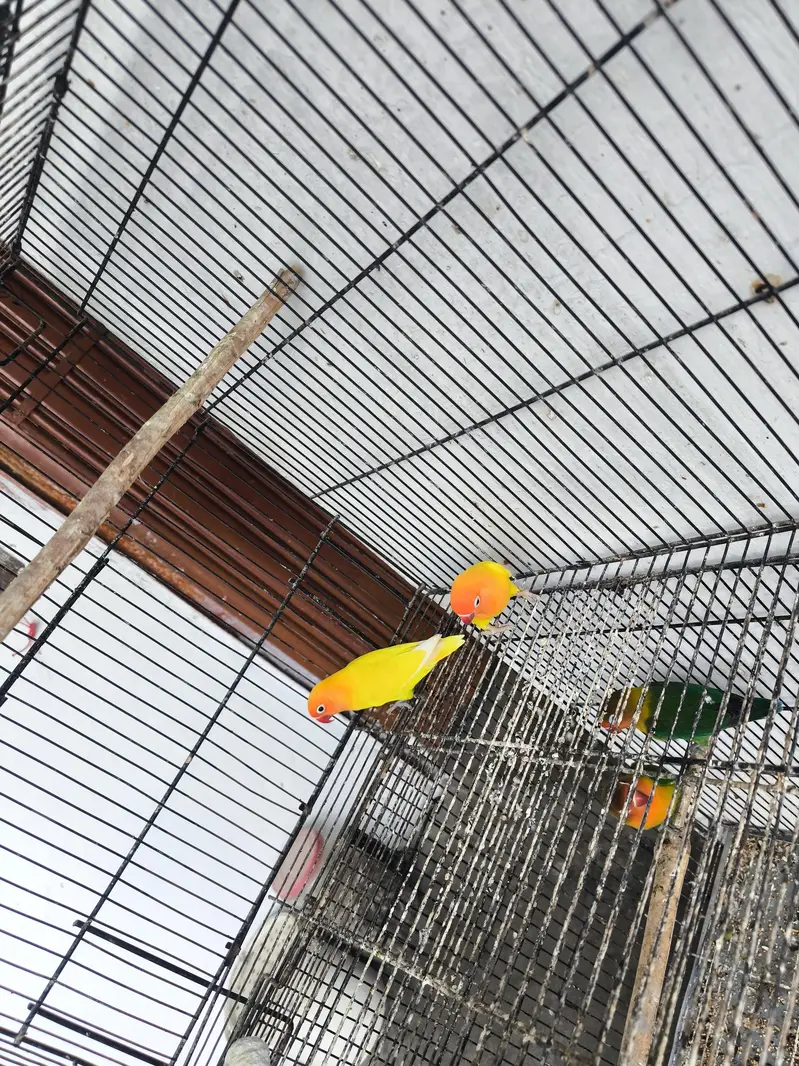 Love birds for sale — photo 9