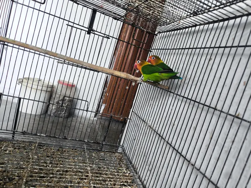 Love birds for sale — photo 10