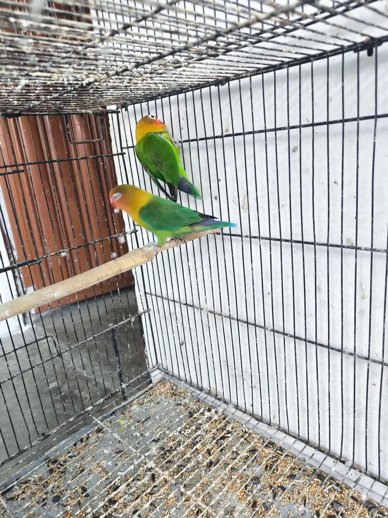 Love birds for sale — photo 11