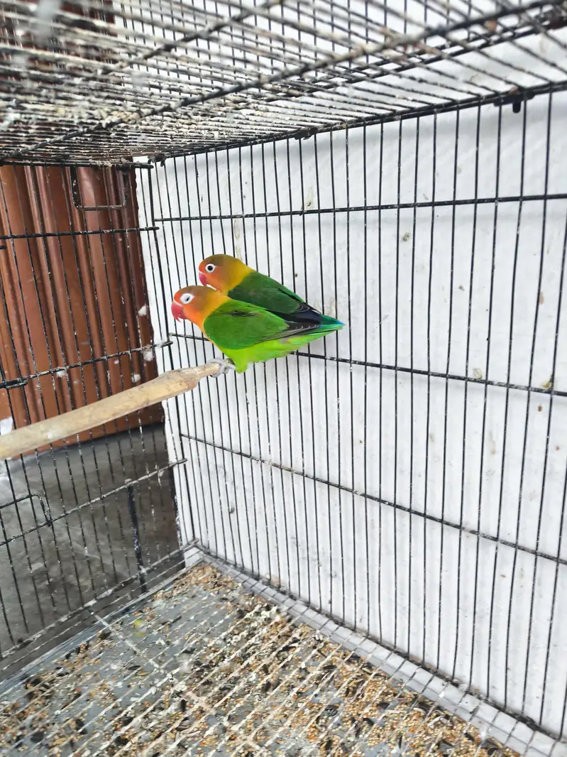 Love birds for sale — photo 12