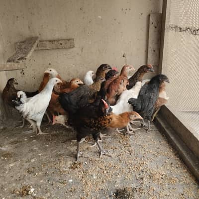 Home Breed Hens