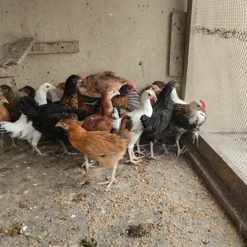 Home Breed Hens — photo 2