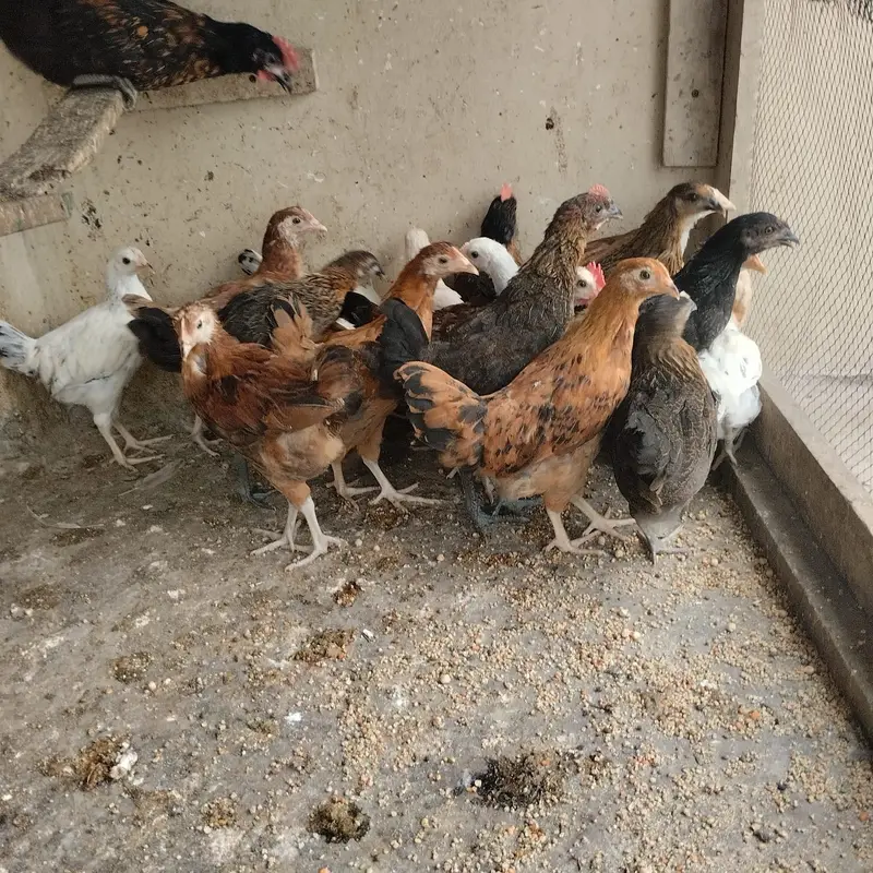 Home Breed Hens — photo 3