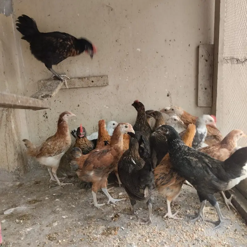 Home Breed Hens — photo 4