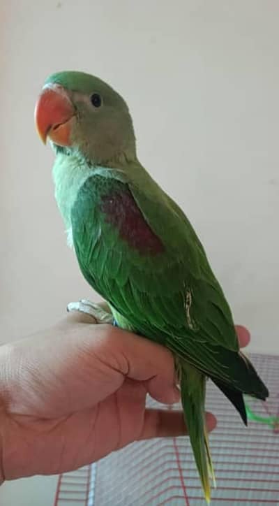 Handtame Raw parrot bohat friendly