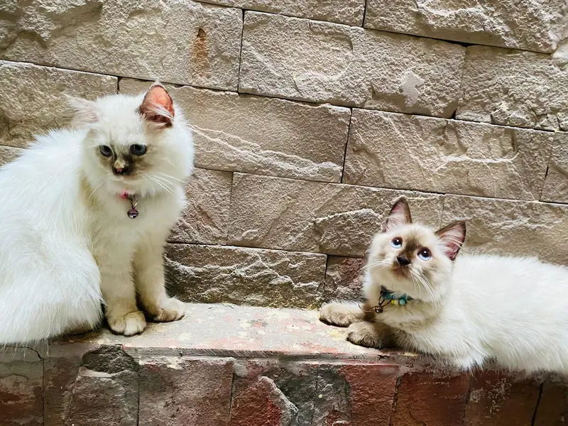 Persian Couple — photo 2