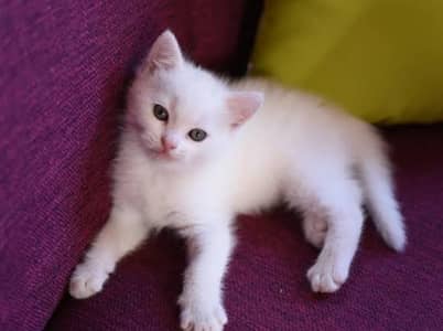 cat baby for sale!