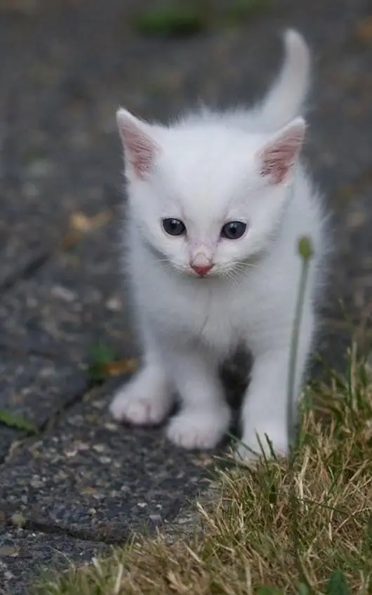 cat baby for sale! — photo 2