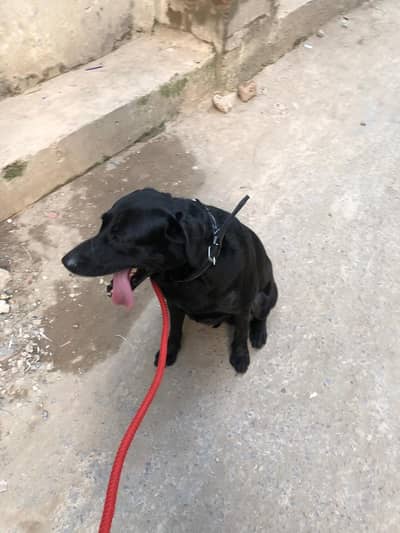 Black Labrador for cross/stud only