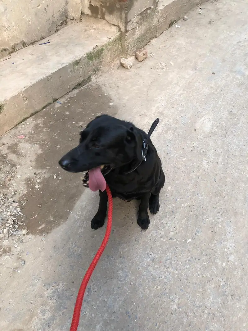 Black Labrador for cross/stud only — photo 2