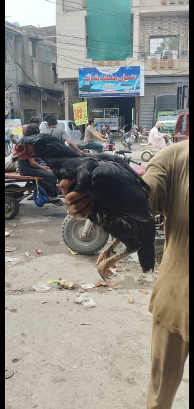Kalay nawab aseel