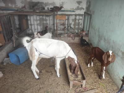 Pure Bakri with 2 baby Goats, Gulabi Bakri, Makka chenna Bakri