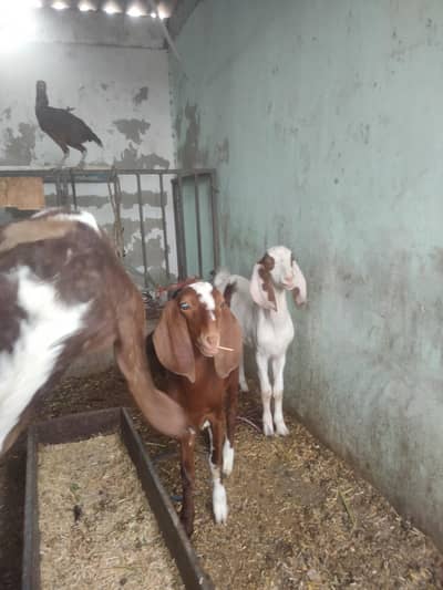 Pure Bakri with 2 baby Goats, Gulabi Bakri, Makka chenna Bakri